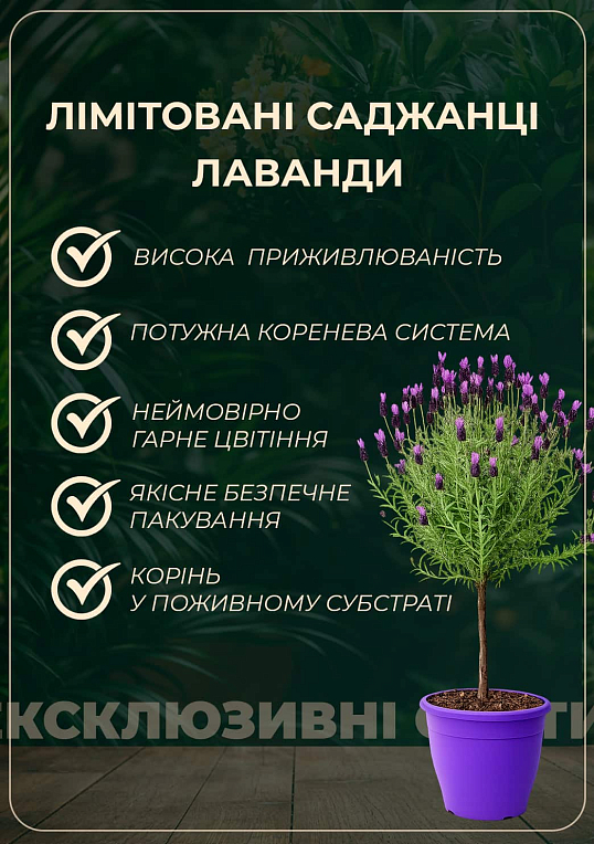 LMTD Лаванда английская 2-х летняя "Munstead" (20-30см) - фото 2