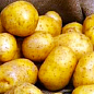 Насіннєвий середньостиглий картопля "Сюзанна" (на варіння, 1 репродукція) 1кг