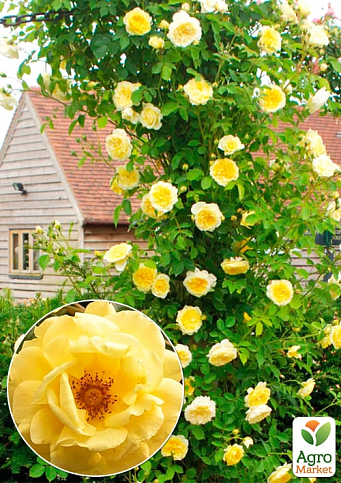 Роза плетистая "Дукат" (саженец класса АА+) высший сорт