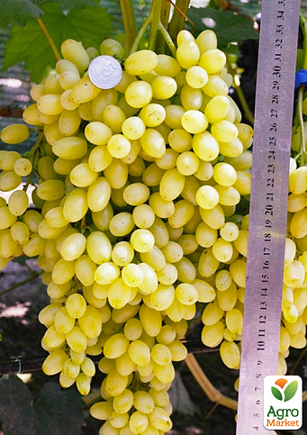 Виноград "Лорус" (кишмиш раннього терміну дозрівання)