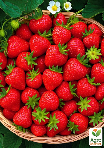 Полуниця "Сіскейп" (Seasсap) (ремонтантний, середньоранній термін дозрівання, великоплідний сорт) - фото 5