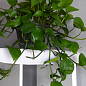Епіпремнум нефритовий "Jade" (Epipremnum Jade)