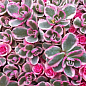 Очиток "Tricolor" (Sedum spurium) цена