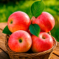 Яблуня "Мельба" (літній сорт, ранній термін дозрівання)