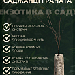 Гранат "Кримський смугастий" купить