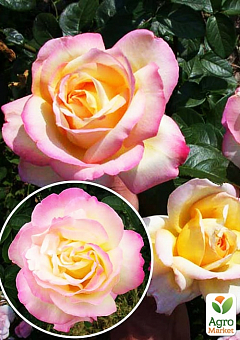 Роза чайно-гибридная "Фиджи" (саженец класса АА+) высший сорт1
