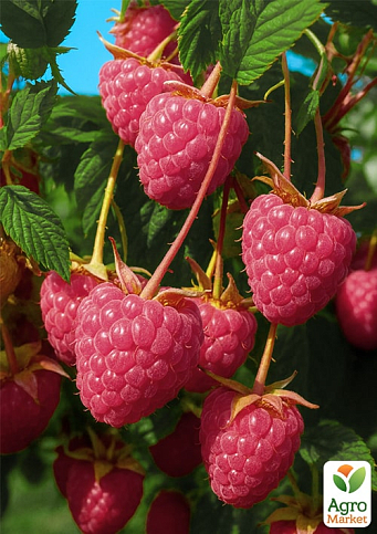 Малина "Кванза" (один из ведущих ремонтантных сортов, крупноплодная) - фото 2