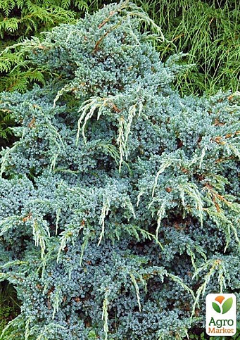 Ялівець китайський "Блю Альпс" (Blue Alps) горщик P9