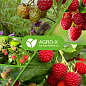 Минеральное удобрение BIOHYPER EXTRA "Для малины" (Биохайпер Экстра) ТМ "AGRO-X" 100г цена
