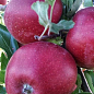 Яблоня "Элиза" (крупноплодный сорт, поздний срок созревания)