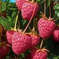Малина "Кванза" (один из ведущих ремонтантных сортов, крупноплодная) купить