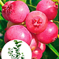 Голубика (черника садовая) 2 года "Пинк Лимонад" (Pink Iemonade) С1.5  высота 40-50см