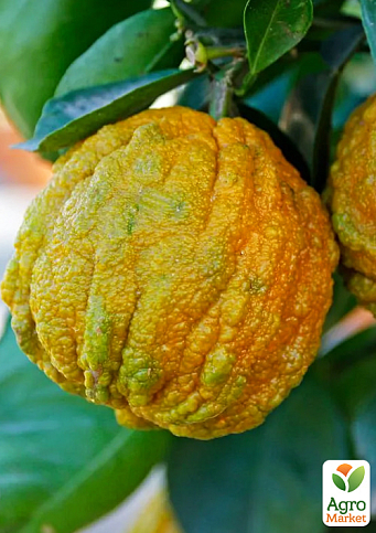 LMTD Померанец на штамбе с плодом 5-и летний "Сanaliculata" (70-80см)