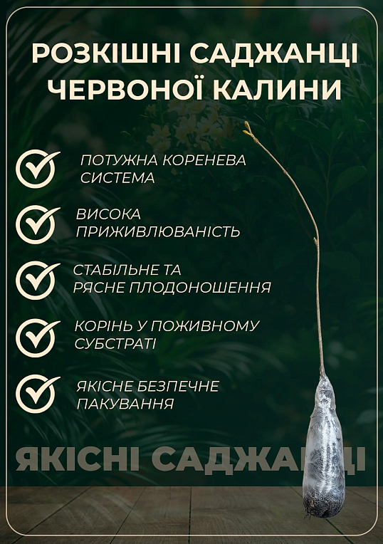 Калина "Крупноплодная" (ранний срок созревания) - фото 2