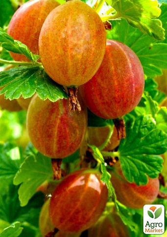 Агрус "Сварог" (середнього терміну дозрівання, високоврожайний сорт)