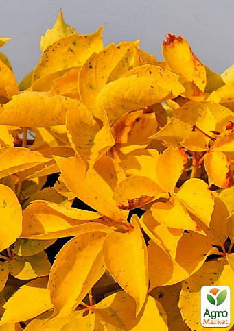 Виноград девичий пятилисточковый "Yellow Wall" С2 высота 40-90см
