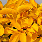 Виноград дівочий п'ятилисточковий "Yellow Wall" С2 висота 40-90см