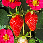 LMTD Клубника ремонтантная "Toscana" (горшечное, длительное плодоношение)  цена