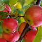 Яблоня "Эмбасси" (зимний сорт, поздний срок созревания)