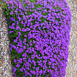 Обриета "Purple Cascade " (контейнер Р9)
