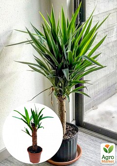 LMTD Юкка пальмовидная на штамбе 3-х летняя "Yucca Treculeana" (50-60см)1