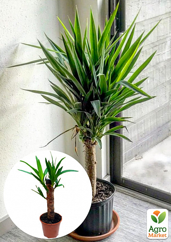 LMTD Юкка пальмовидная на штамбе 3-х летняя "Yucca Treculeana" (50-60см)