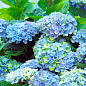 LMTD Гортензия крупнолистная цветущая 3-х летняя "Magical Revolution Blue" (30-40см) цена