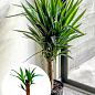 LMTD Юкка на штамбі пальмовидна 3-х річна "Yucca Treculeana" (50-60см)