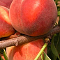 Персик "Інка" 3-х річний (великоплідний, пізній термін дозрівання)