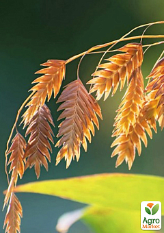 Хасмантіум широколистий "Uniola latifolia" С121