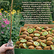 Эксклюзив! AGROBOX с саженцем киви самоопыляющегося сорта цена