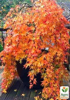 Клен пальмолистий 4-річний "Orange Dream" (120-150см)2