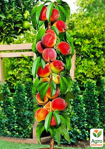 Персик колоновидний "Штайнберг" (середній термін дозрівання, пірамідальний) NEW