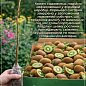 Ексклюзив! AGROBOX з саджанцем ківі самозапильним сортом цена