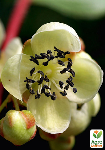 Ексклюзив! Актинідія чоловіча квітка запильник "Фаворит" (Favorite) (преміальний сорт, запилює до 6-7 жіночих квіток) - фото 2