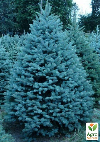 Эксклюзив! Ель голубая "Топаз" (Topaz) (премиальный высокодекоративный сорт, горшок P9)