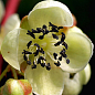 Эксклюзив! Актинидия мужской цветок опылитель "Фаворит" (Favorite) (премиальный сорт, опыляет до 6-7 женских цветков) купить