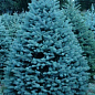 Эксклюзив! Ель голубая "Топаз" (Topaz) (премиальный высокодекоративный сорт, горшок P9)