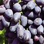 Виноград "Пам'яті Негруля" (середньо-пізній термін дозрівання, морозостійкість до -25⁰С) цена