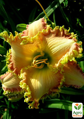 Лилейник "Paula Netless" 