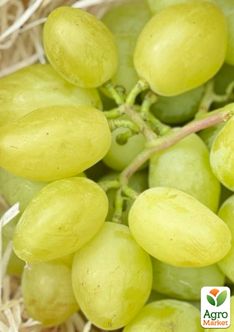 Виноград "Буба" (надвеликий виноград із солодкою, хрусткою ягодою)