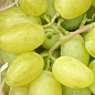 Виноград "Буба" (надвеликий виноград із солодкою, хрусткою ягодою)