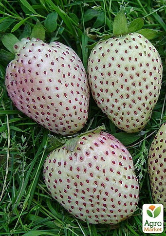 Полуниця "Білий швед" (середній термін дозрівання, один з найбільш незвичайних сортів) - фото 8