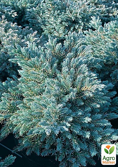 Ялівець лусчастий 4-х річний "Blue Star" С3, Ø 20-25 см28