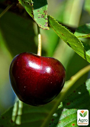 Черешня "Регина" (летний сорт, поздний срок созревания)