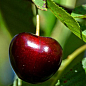 Черешня "Регина" (летний сорт, поздний срок созревания)