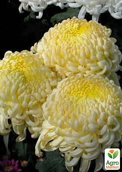 Хризантема крупноцветковая "Atena Citron" (вазон С1 высота 20-30см)2
