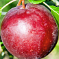 Яблуня "Рубінове Дуки" (зимовий сорт, пізній термін дозрівання)  купить