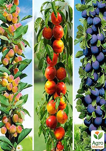 Колоновидные, комплект из 3-х сортов Слива "Алыча, синяя крупная" + Абрикос "Солнечное лето" + Нектарин "Принц Уильям"   3шт саженцев