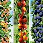 Колоновидные, комплект из 3-х сортов Слива "Алыча, синяя крупная" + Абрикос "Солнечное лето" + Нектарин "Принц Уильям"   3шт саженцев